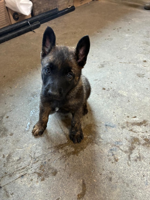 Dutch Shepherd