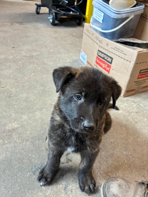 Dutch Shepherd