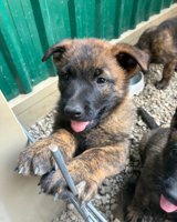 Dutch Shepherd