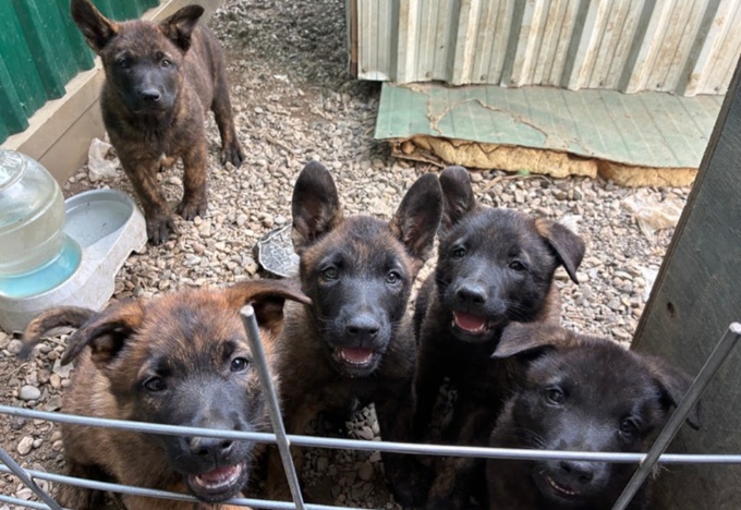 Dutch Shepherd