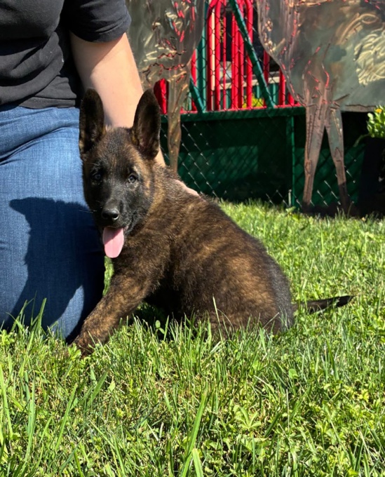 Dutch Shepherd
