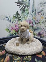 MINI POODLE