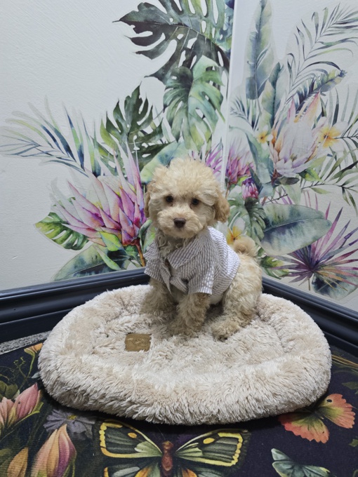 MINI POODLE