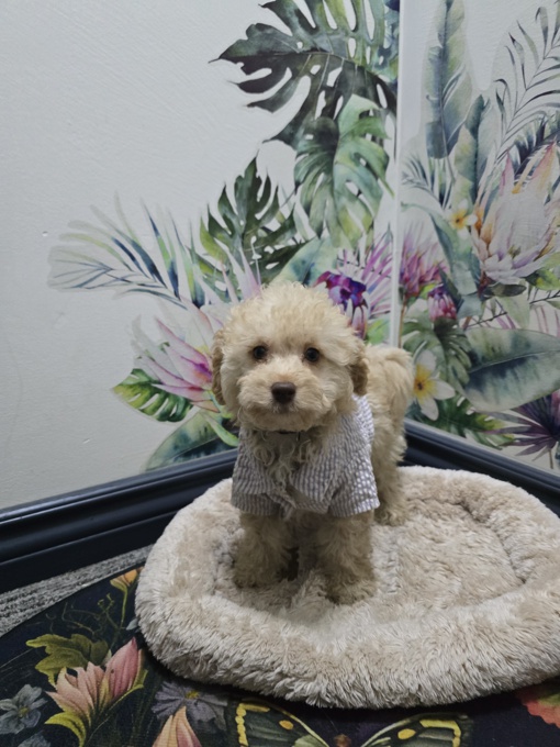 MINI POODLE