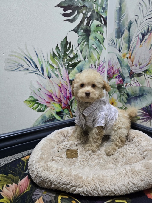 MINI POODLE
