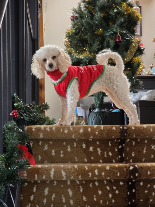 MINI POODLE