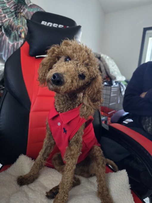 MINI POODLE