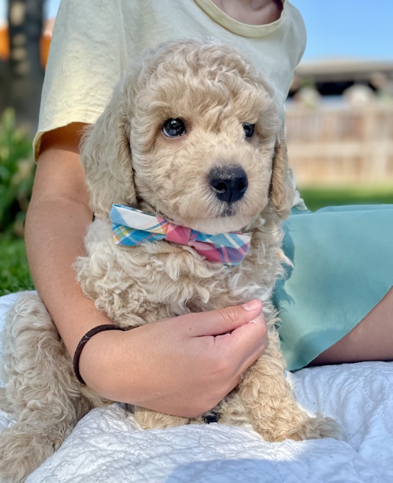 BichonPoo Bichon Poodle