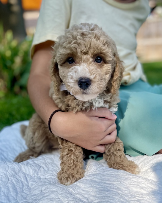 BichonPoo Bichon Poodle