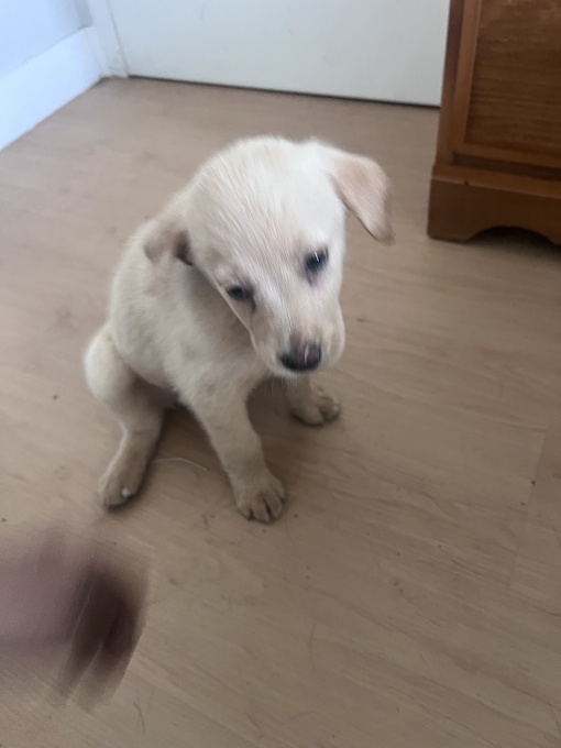 Labrador retriever