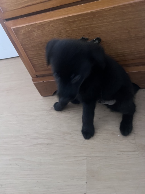 Labrador retriever