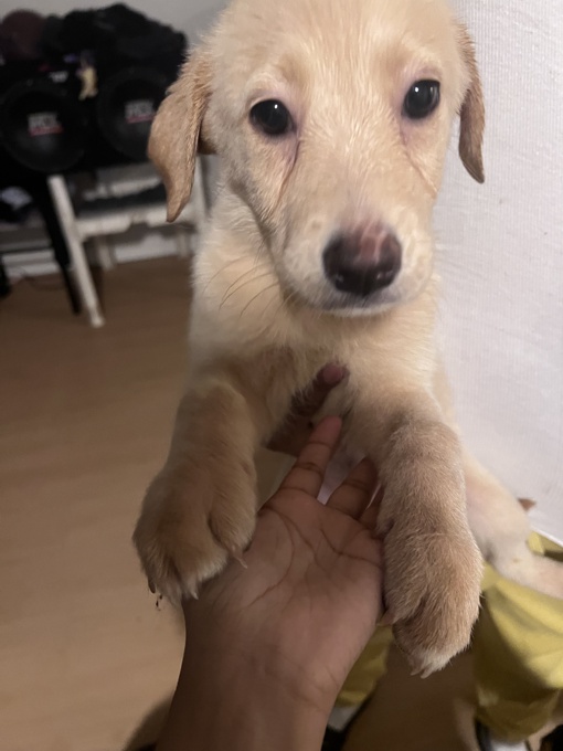 Labrador retriever