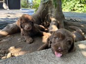 Laberdoodle