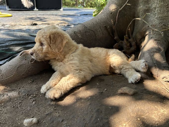 Laberdoodle
