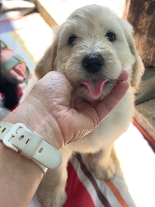 Laberdoodle
