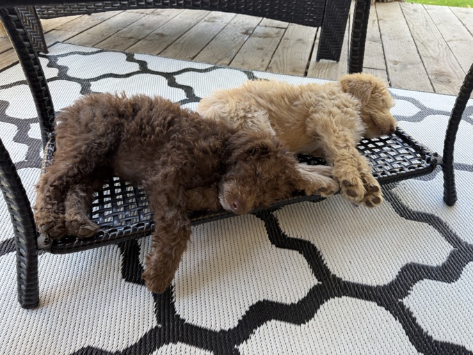 Laberdoodle