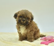 Shihtzu X BichonFrise