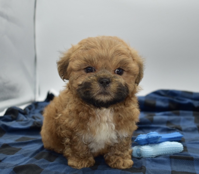 Shihtzu X BichonFrise