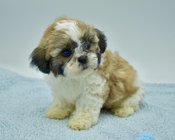 Shihtzu X BichonFrise