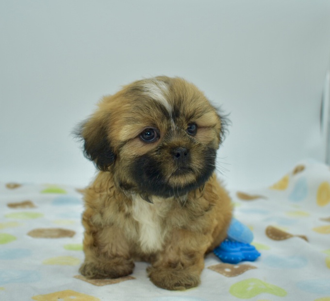 Shihtzu X BichonFrise