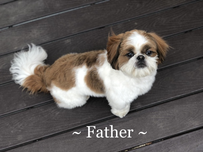 Shihtzu X BichonFrise