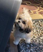 Shihtzu X BichonFrise