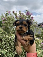 Yorkshire Terrier
