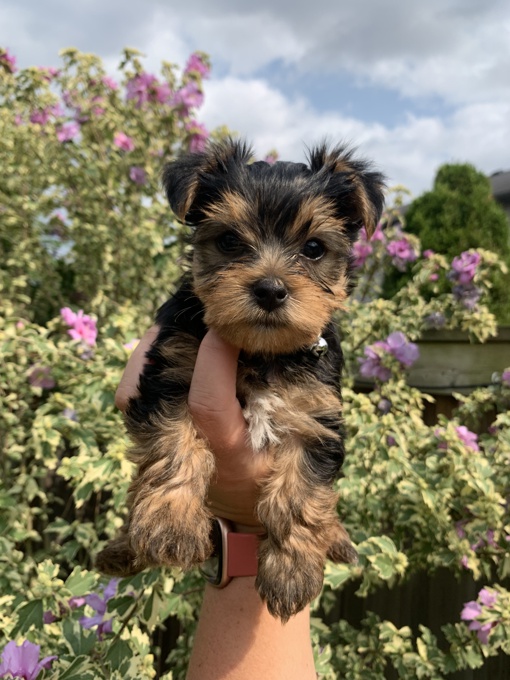 Yorkshire Terrier
