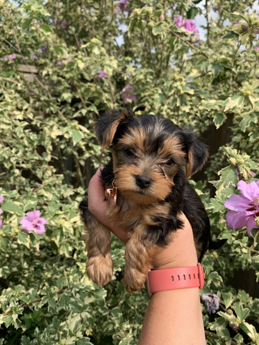 Yorkshire Terrier