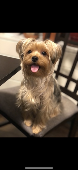 Yorkshire Terrier