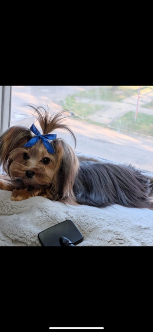 Yorkshire Terrier