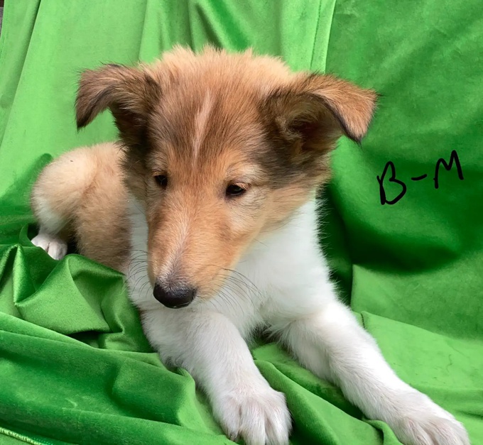 Rough Collie