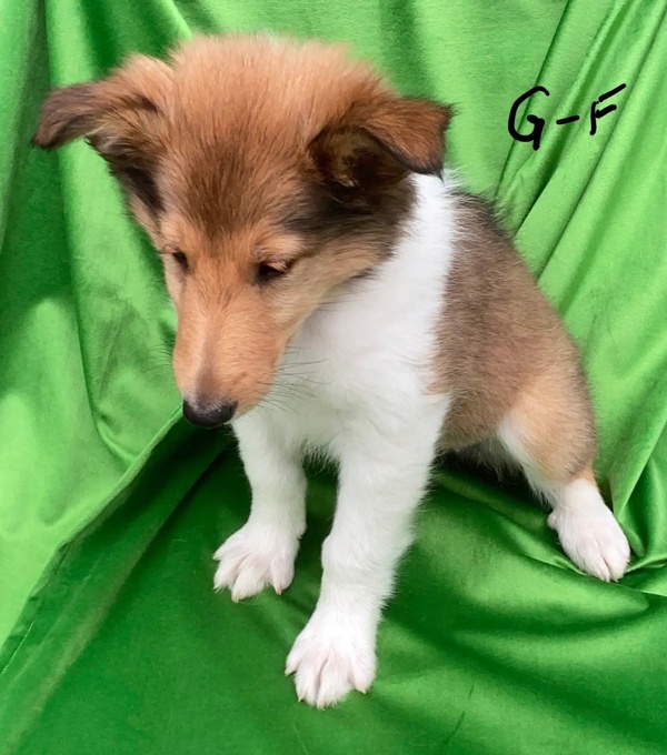 Rough Collie