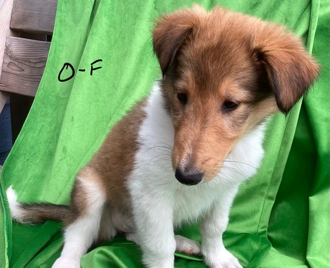 Rough Collie