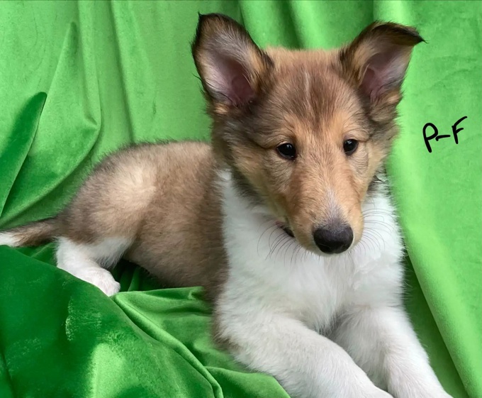Rough Collie