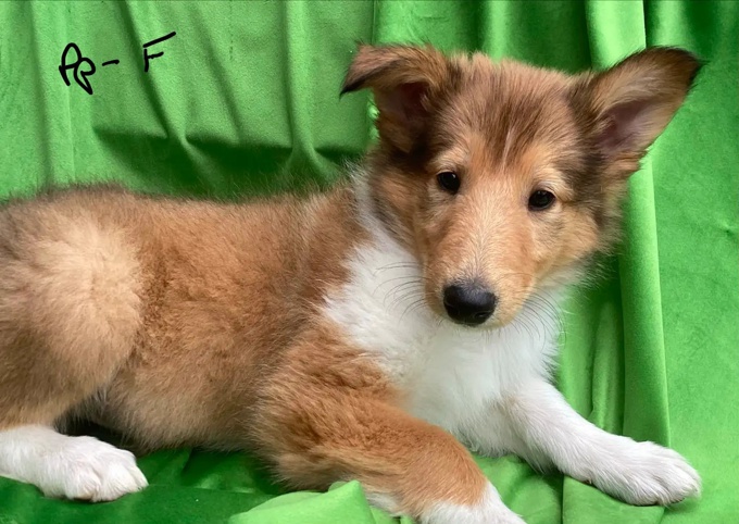 Rough Collie
