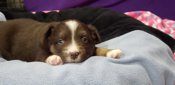 Australian Shepherd
