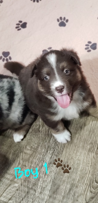 Australian Shepherd