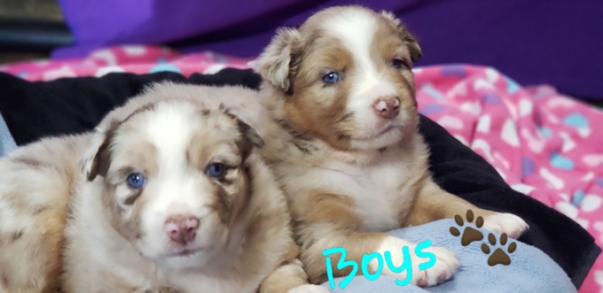 Australian Shepherd