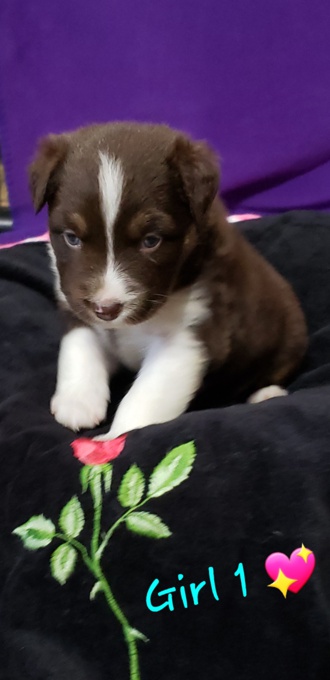 Australian Shepherd