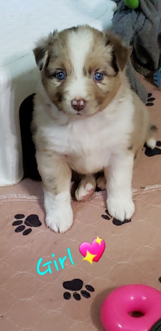 Australian Shepherd