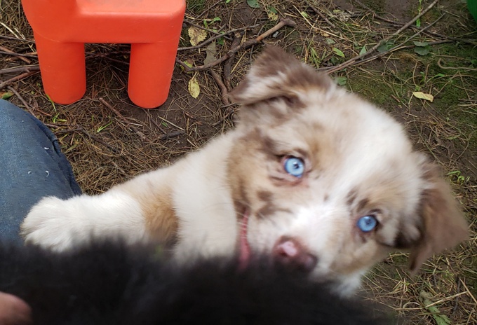 Australian Shepherd