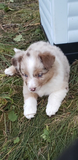 Australian Shepherd