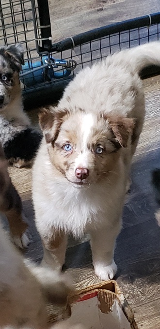 Australian Shepherd