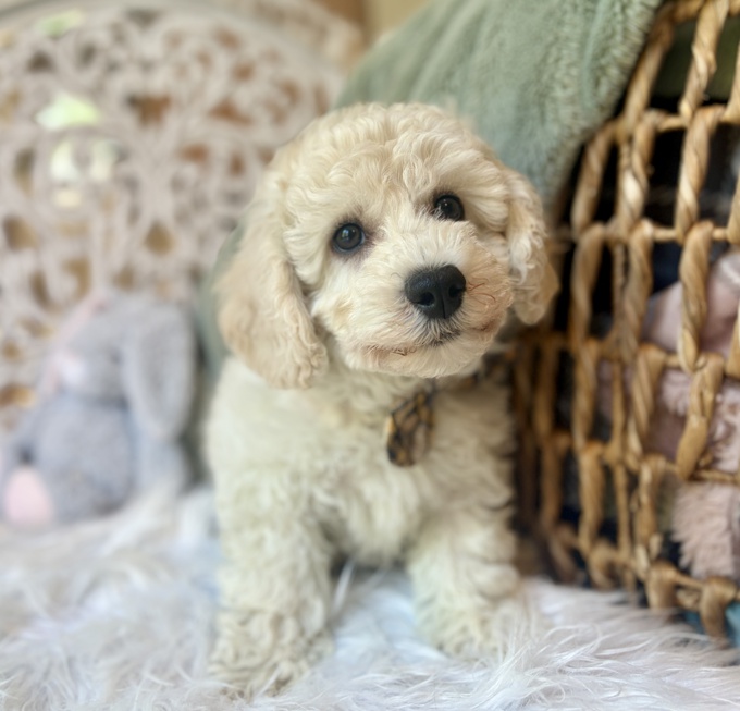 BichonPoo Bichon x Poodle