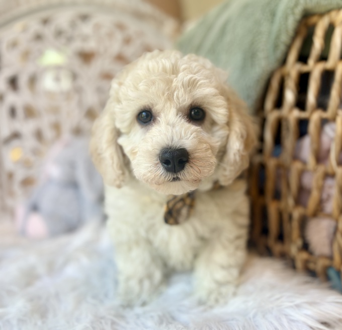 BichonPoo Bichon x Poodle