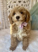 BichonPoo Bichon x Poodle