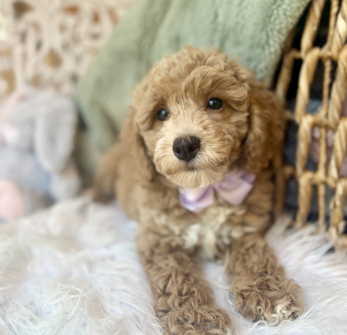 BichonPoo Bichon x Poodle
