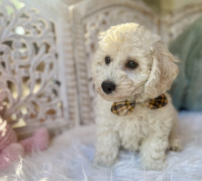 BichonPoo Bichon x Poodle