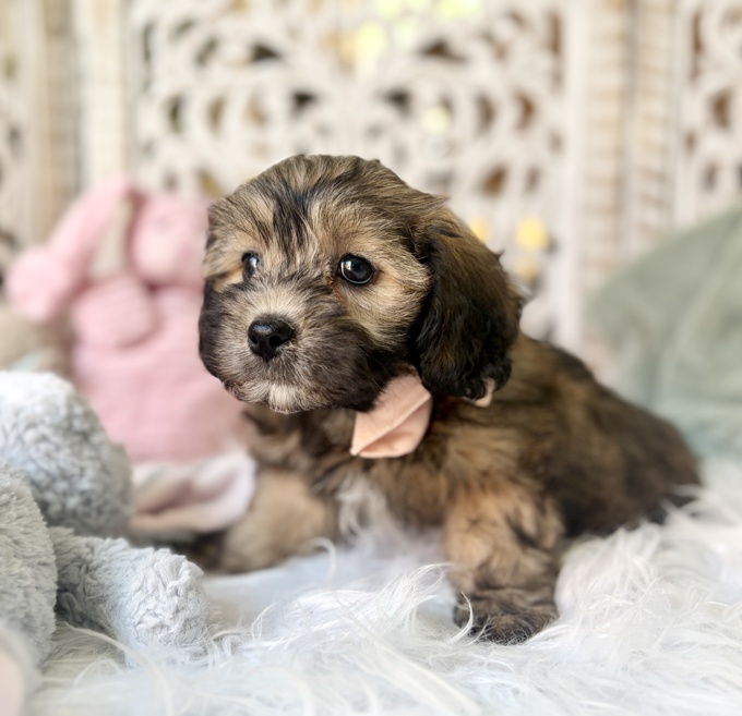 HavaPoo Havanese & Poodle